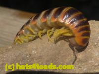 /home//u458753944/public_html/sourcegallery//////////////////Insects and small critters/millipedes and centipedes/P1120398.JPG